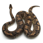 Enchi Ball Python