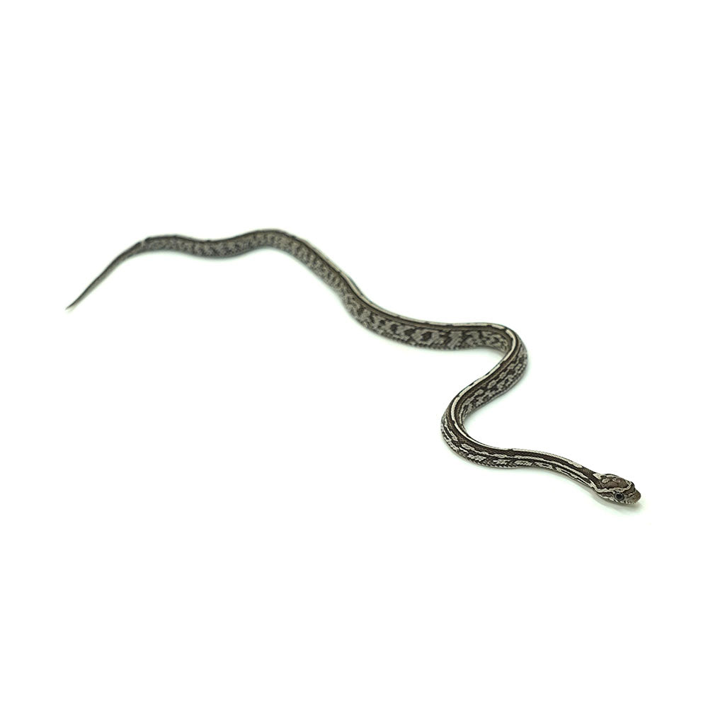 Anery Tessera Corn Snake