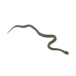 Anery Tessera Corn Snake