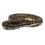 Enchi Ball Python