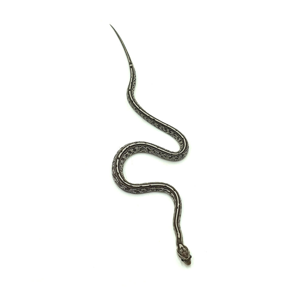Anery Tessera Corn Snake