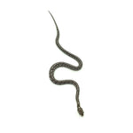 Anery Tessera Corn Snake