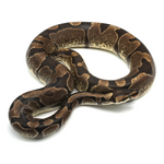 Enchi Ball Python