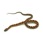 Okeetee Corn Snake