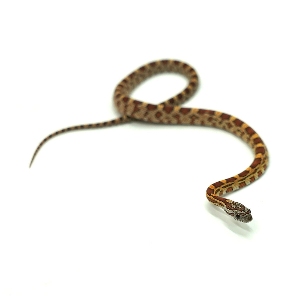 Okeetee Corn Snake
