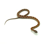 Okeetee Corn Snake
