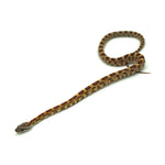 Okeetee Corn Snake