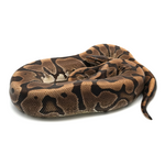 Hidden Gene Woma Granit Ball Python