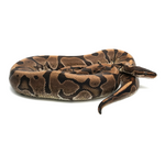 Hidden Gene Woma Granit Ball Python