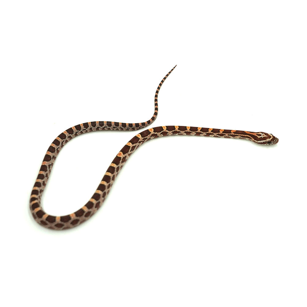 Okeetee Corn Snake