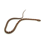 Okeetee Corn Snake