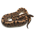 Hidden Gene Woma Granit Ball Python