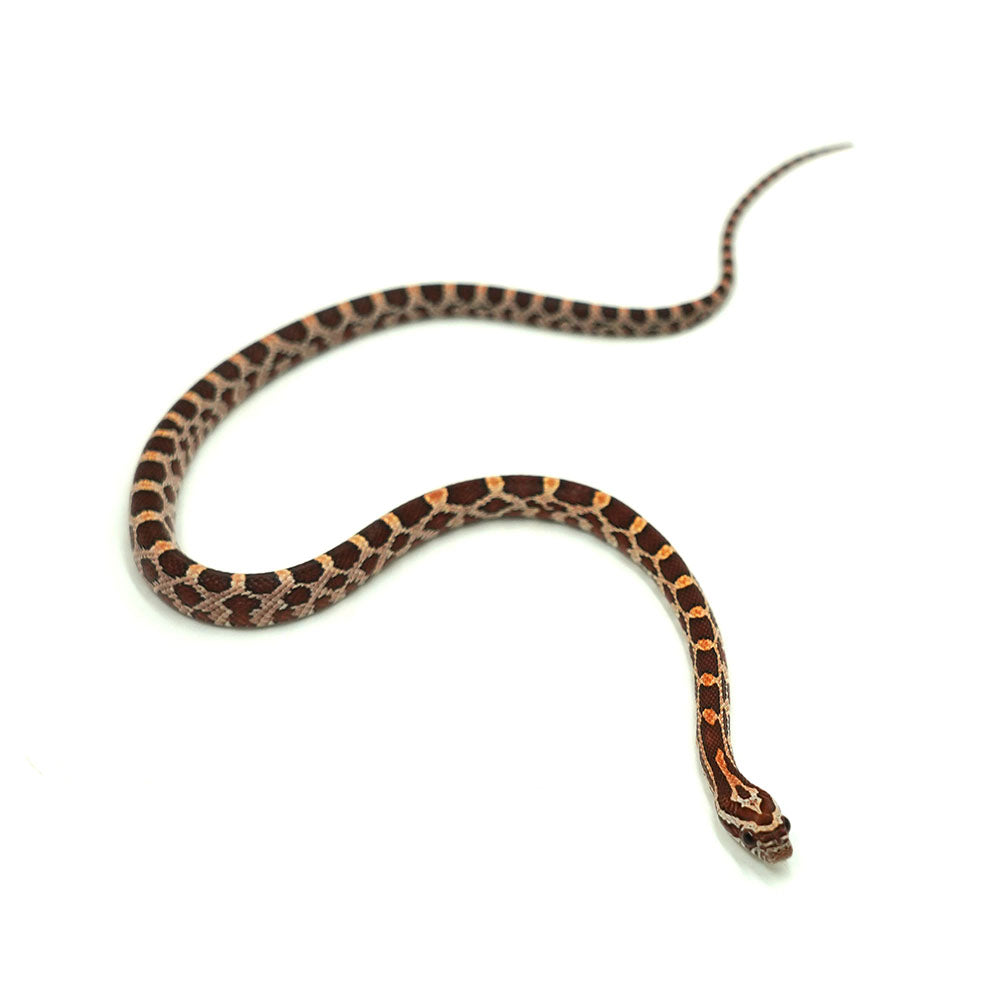 Okeetee Corn Snake