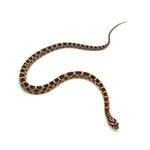 Okeetee Corn Snake