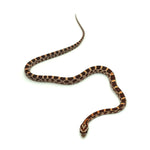 Okeetee Corn Snake