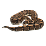 Hidden Gene Woma Granit Ball Python