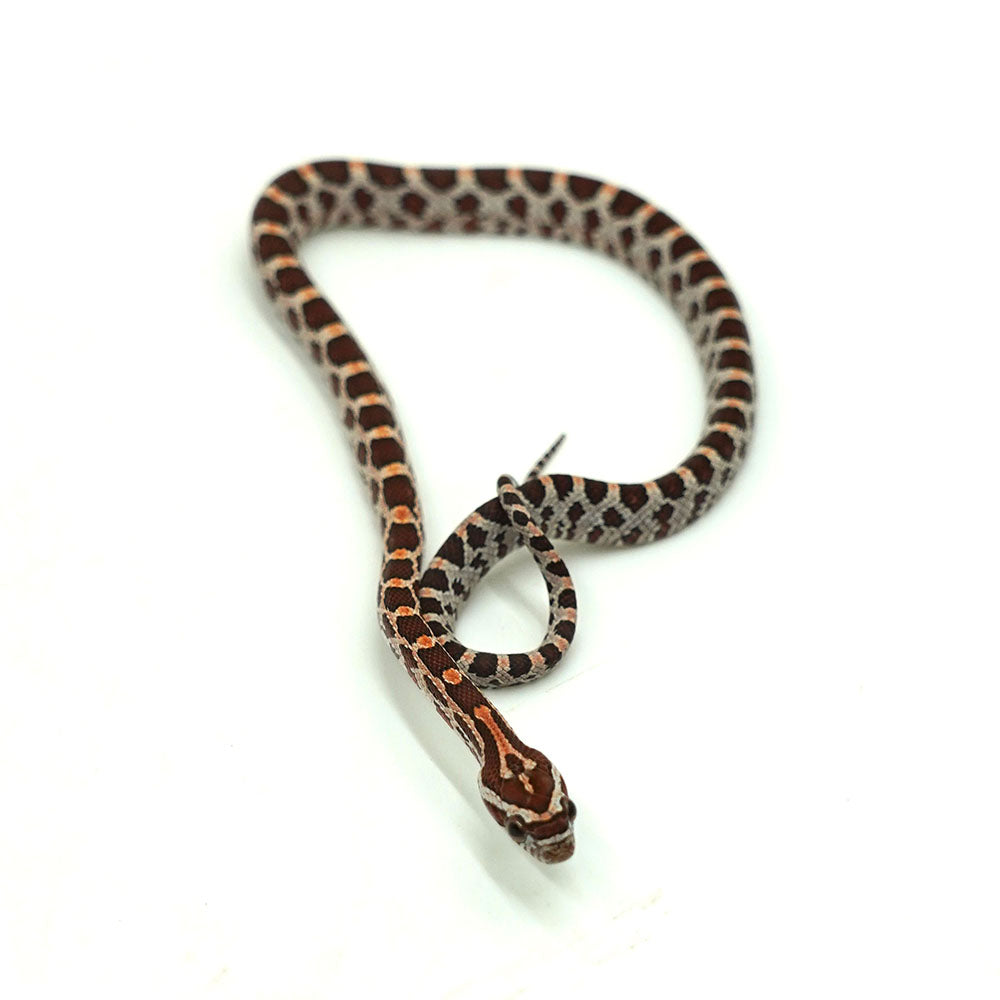 Okeetee Corn Snake