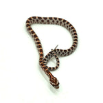Okeetee Corn Snake