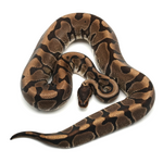 Hidden Gene Woma Granit Ball Python
