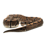 Hidden Gene Woma Granit Ball Python
