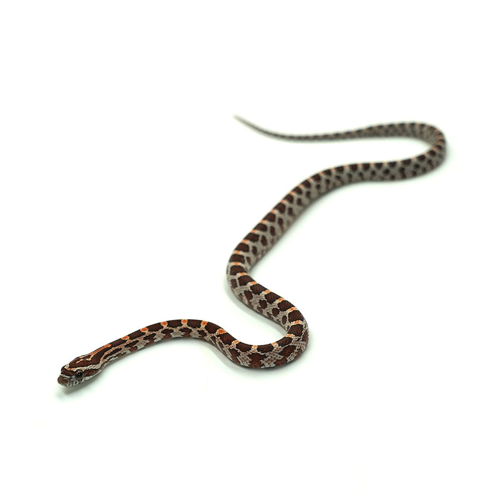 Okeetee Corn Snake