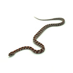 Okeetee Corn Snake