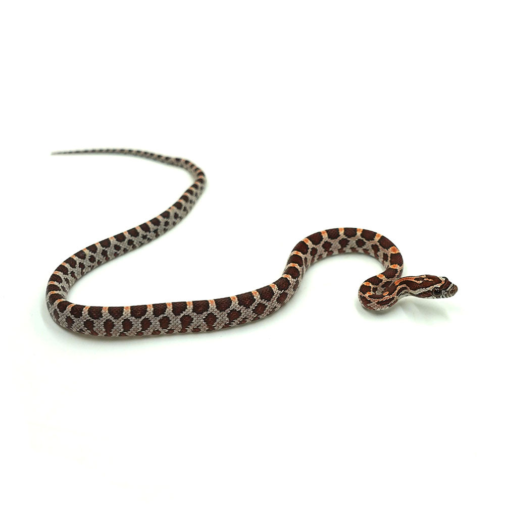 Okeetee Corn Snake