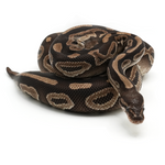 Mojave het Red Axanthic Ball Python