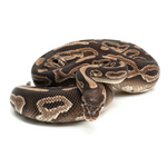 Mojave het Red Axanthic Ball Python