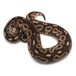 Mojave het Red Axanthic Ball Python