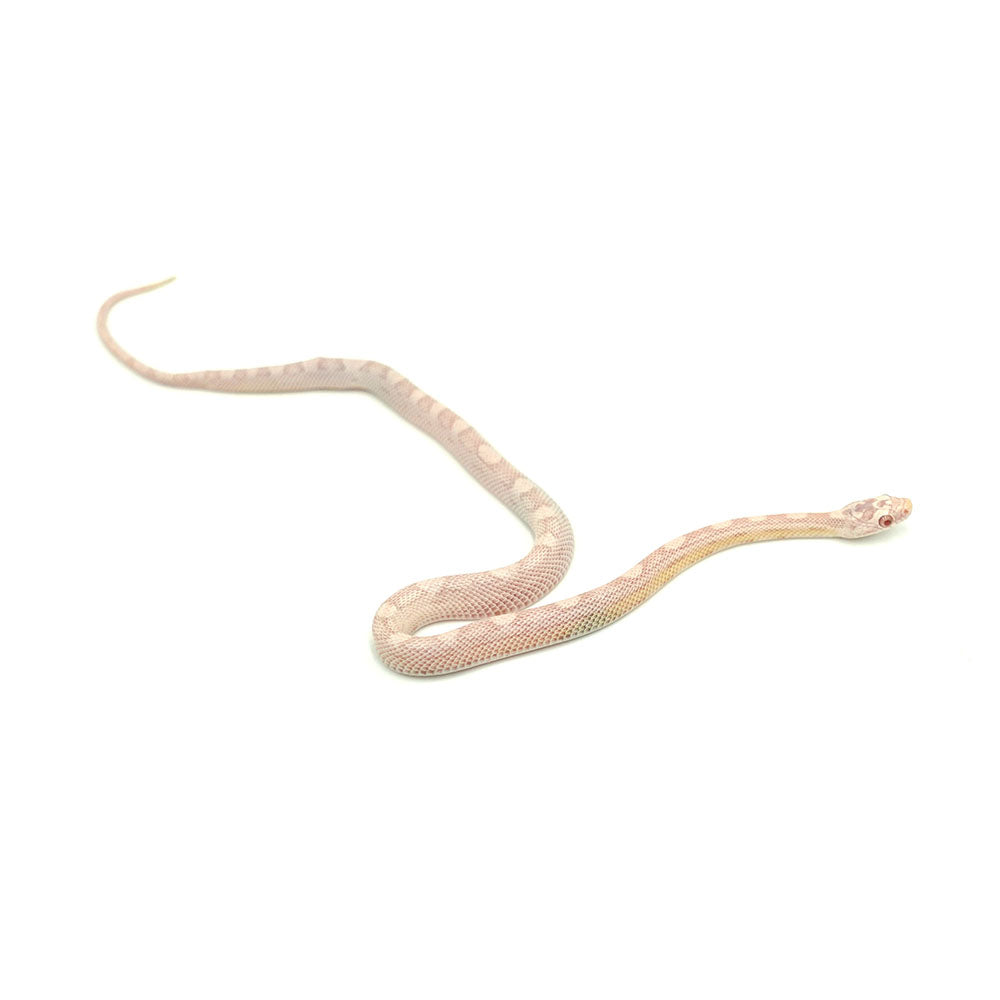 Snow Motley Corn Snake