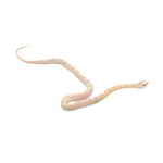 Snow Motley Corn Snake