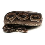 Mojave het Red Axanthic Ball Python