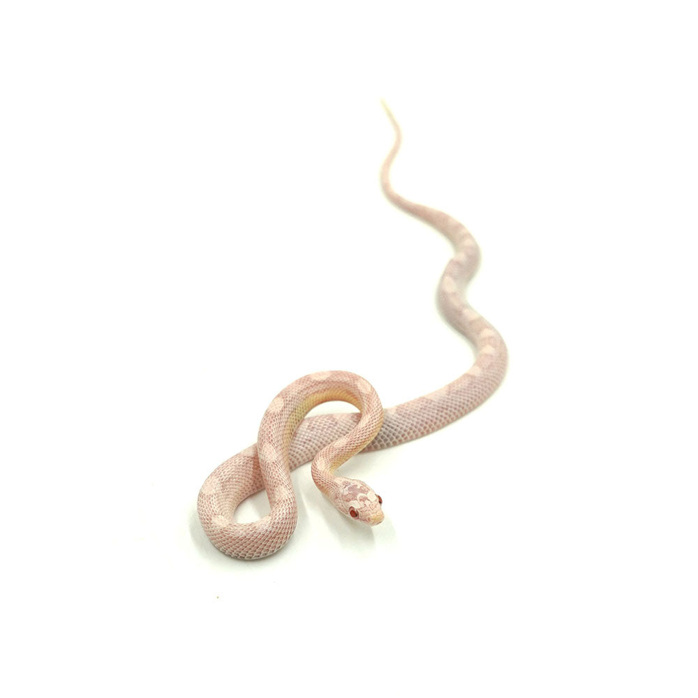 Snow Motley Corn Snake