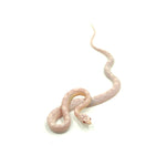 Snow Motley Corn Snake