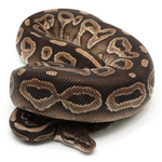 Mojave het Red Axanthic Ball Python