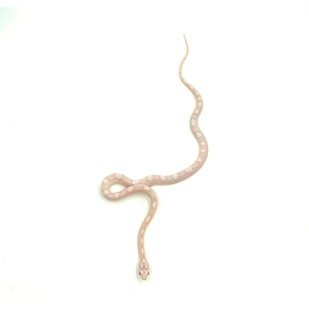 Snow Motley Corn Snake