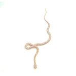 Snow Motley Corn Snake