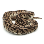 Hidden Gene Woma Granit Pastel Special Ball Python