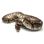 Hidden Gene Woma Granit Pastel Special Ball Python