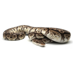 Hidden Gene Woma Granit Pastel Special Ball Python