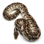Hidden Gene Woma Granit Pastel Special Ball Python