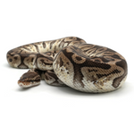 Hidden Gene Woma Granit Pastel Special Ball Python