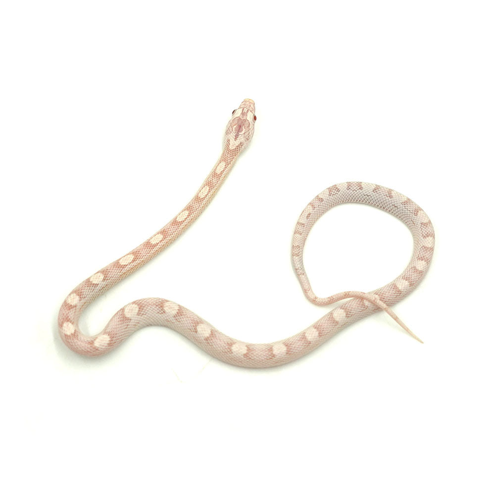 Snow Motley Corn Snake