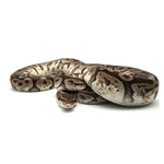 Hidden Gene Woma Granit Pastel Special Ball Python