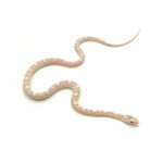 Snow Motley Corn Snake