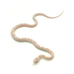 Snow Motley Corn Snake