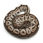 Red Axanthic pos Vanilla Ball Python