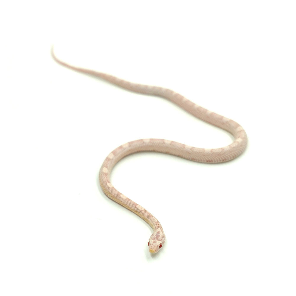 Snow Motley Corn Snake