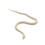 Snow Motley Corn Snake